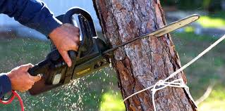 Best Tree Removal  in Marble Falls, TX