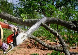 Best Tree Maintenance Programs  in Marble Falls, TX