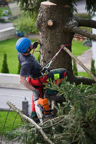 Best Lawn Disease Treatment  in Marble Falls, TX