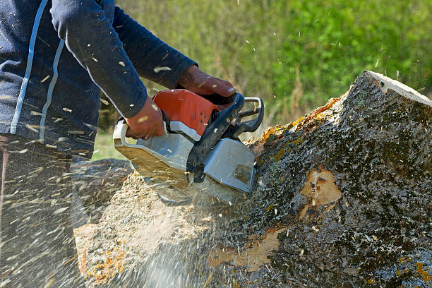 Best Aeration Services  in Marble Falls, TX