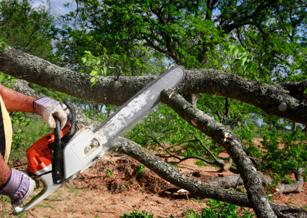 Best Tree Mulching  in Marble Falls, TX